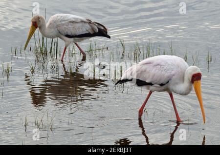 Stork à bec jaune - Lac Nakuru - Kenya 2012 Banque D'Images