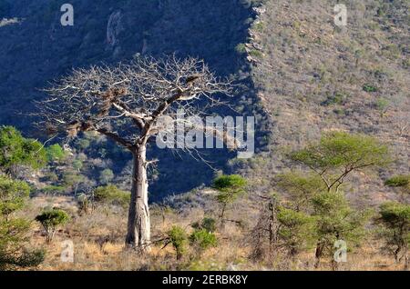 Baobab - Tsavo Ouest - Kenya 2012 Banque D'Images