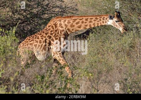 Giraffe - Tsavo Ouest - Kenya 2012 Banque D'Images