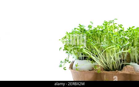 Cresson ou microverts isolés sur fond blanc. Copier l'espace Banque D'Images