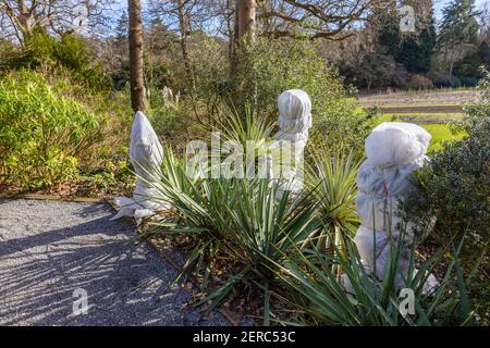 Plantes tendres enveloppées dans des revêtements en plastique pour la protection contre les basses températures à RHS Garden, Wisley, Surrey, dans le sud-est de l'Angleterre en hiver Banque D'Images