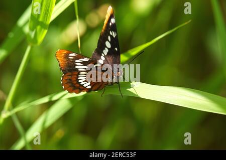 Un papillon d'amiral de Lorquin (Limenitis lorquini) perché sur une lame d'herbe. Banque D'Images