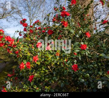 Red Camellia 'Freedom Bell' en fleur dans le jardin d'hiver à RHS Garden, Wisley, Surrey, sud-est de l'Angleterre en hiver Banque D'Images