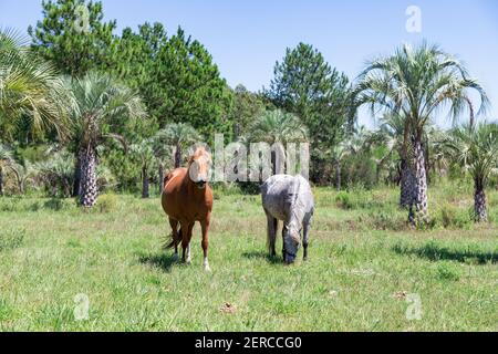 Deux chevaux paître dans la prairie, près de Colon entre Rios, en Argentine. Paysage rural avec palmiers. Un cheval brun et un autre gris. Jour ensoleillé de summ Banque D'Images