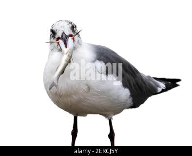 Goéland riant (Leucophaeus atricilla) avalant un poisson-chat, isolé sur fond blanc Banque D'Images