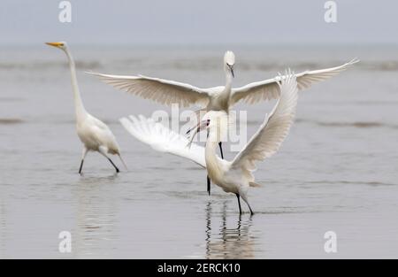 Egretta rufescens (Egretta rufescens) pourchassant un autre Egretta rufescens rouge tentant de voler un poisson pêché (tous deux sont des morph blancs), Galveston, Texas, États-Unis. Banque D'Images