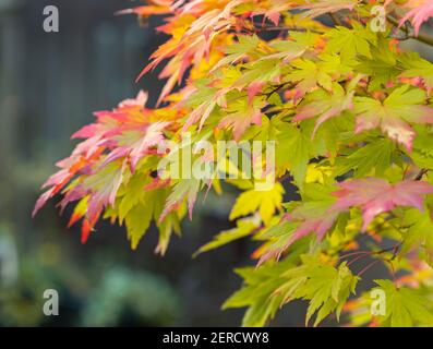 Feuilles d'érable dans le jardin. Les feuilles deviennent de couleur verte en rouge. Mise au point sélective, flou, vue sur la rue. Banque D'Images