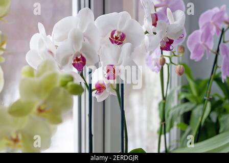 Plusieurs orchidées Phalaenopsis sur le seuil de la fenêtre, plantes de maison en croissance et soins Banque D'Images