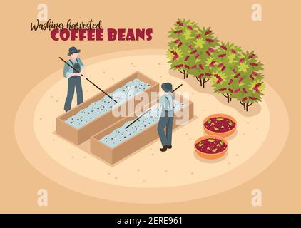 Arrière-plan de couleur de production de café isométrique avec des personnages de deux ouvriers lavage des grains de café récoltés avec illustration vectorielle de texte Illustration de Vecteur