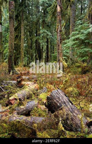 Arbre de pruche tombé et brisé, East Fork Quinault River Trail, Parc national olympique, Washington, États-Unis Banque D'Images