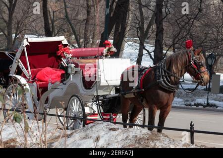 Cheval de calèche de Central Park habillé d'une headaddress rouge et l'attelage à un chariot attend qu'il soit vide et qu'il attende un client En hiver avec de la neige au sol Banque D'Images