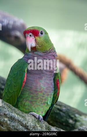 L'amazone à poitrine vinée (Amazona vinacea) est une espèce de perroquet de la famille des Psittacidae. Il est principalement vert, avec un front rouge. Banque D'Images