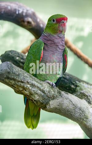 L'amazone à poitrine vinée (Amazona vinacea) est une espèce de perroquet de la famille des Psittacidae. Il est principalement vert, avec un front rouge. Banque D'Images