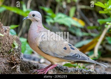 Une colombe éiréée se trouve sur la branche. Les mâles adultes ont principalement un plumage brun olive de la partie supérieure, avec des taches noires sur les ailes. La tête a une couronne grise Banque D'Images