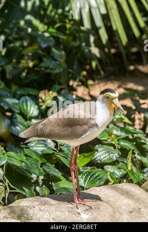 Une image de gros plan de lapwing masquée. C'est un grand oiseau, commun et ostentatoire originaire de l'Australie, en particulier les parties nord et est Banque D'Images