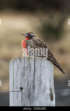 Le Meadowlark à longue queue, Leistes loyca, niche et fourrages pour les insectes sur le sol, mais on le voit souvent perché sur des arbustes ou des poteaux de clôture. Généralement Banque D'Images