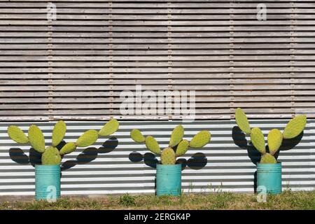 Cactus dans des pots de plantes en métal vert contre mur rustique en bois à l'extérieur. Banque D'Images