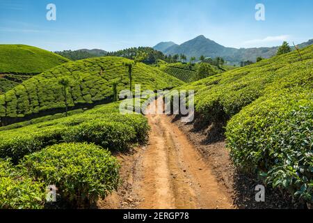 Plantations de thé Munnar dans l'État du Kerala, en Inde Banque D'Images