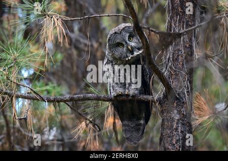 Grand hibou gris dans une forêt de pins ponderosa en été. Vallée de Yaak dans les montagnes Purcell, dans le nord-ouest du Montana. (Photo de Randy Beacham) Banque D'Images