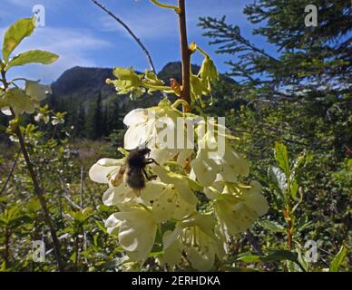 L'abeille Bumble (éventuellement bombus mixtus) obtient le nectar d'un rhododendron à fleurs blanches dans la zone pittoresque de Northwest Peak, MT. (Photo de Randy Beacham) Banque D'Images