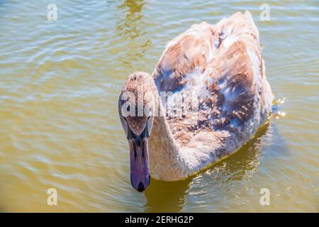 Un jeune cygne blanc brun nage sur l'eau. Portrait d'un jeune cygne gris nageant sur un lac. Le cygne muet, nom latin Cygnus olor. Banque D'Images