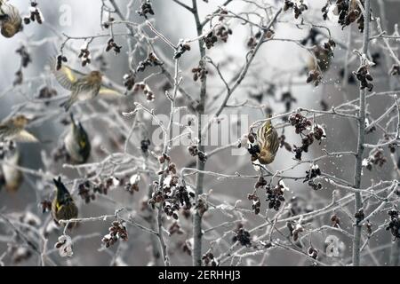 Les pins se nourrissent de graines d'aulne en hiver. Vallée de Yaak, nord-ouest du Montana. (Photo de Randy Beacham) Banque D'Images