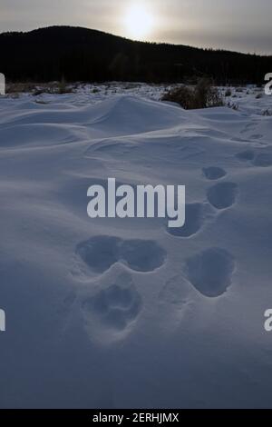 Le loup solitaire suit dans une prairie près de la rivière Yaak en hiver. Vallée de Yaak, nord-ouest du Montana. (Photo de Randy Beacham) Banque D'Images