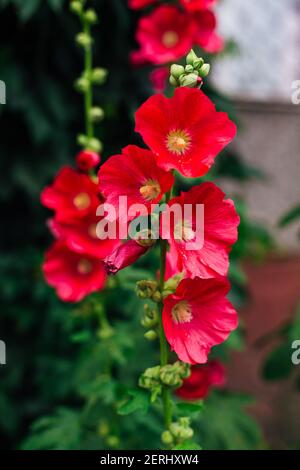 Fleurs de bouillies rouges avec des gouttes de rosée sur les pétales dans un jardin Banque D'Images
