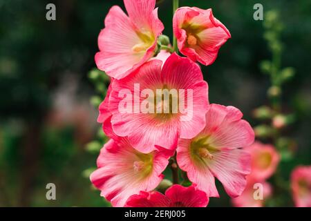 Fleurs de bouillies roses avec des gouttes de rosée sur les pétales dans un jardin Banque D'Images