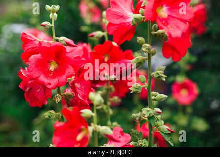 Fleurs de bouillies rouges avec des gouttes de rosée sur les pétales dans un jardin Banque D'Images