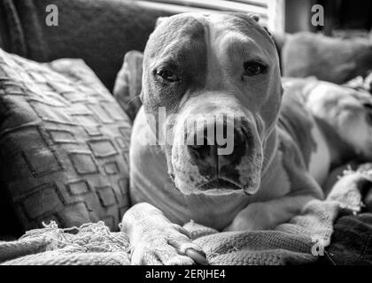 Un chien mixte (American Staffordshire Pit Bull Terrier et American Pit Bull Terrier) (Canis lupus familiaris) regarde directement la caméra. Banque D'Images