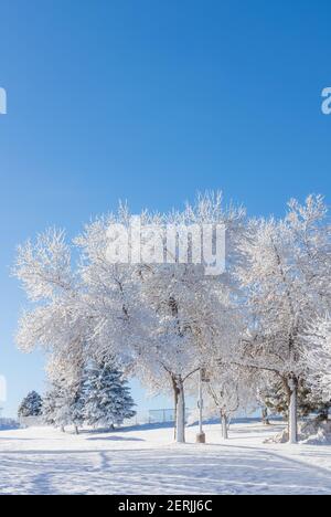 Quartier résidentiel après la tempête de neige par temps clair. Aurora, Colorado Banque D'Images
