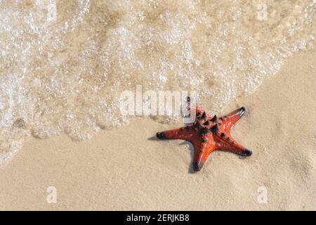 Étoile de mer orange sur fond de sable blanc Banque D'Images
