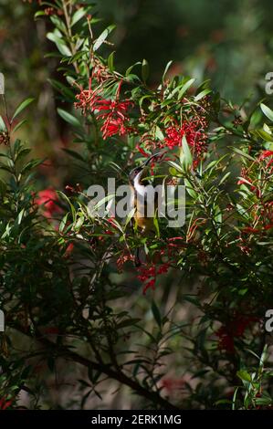 Presque caché dans ce brousse de Grevillea (Grevillea Alpina) est un Spinebill de l'est (Acanthorhynchus tenuirostris), le plus proche d'un oiseau de bourdonnement. Banque D'Images