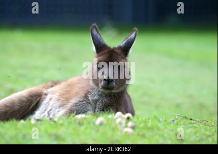 Un kangourou rouge (Osphranter Rufus) se lassant dans l'herbe - soulève sa tête pour s'assurer que je ne suis pas une menace. Les champignons à l'avant poussent dans le fumier de Kangaroo ! Banque D'Images