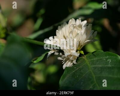 Café Robusta fleuri sur une plante arborescente avec une feuille verte en arrière-plan. Pétales et étamines blanches de fleur en fleur Banque D'Images