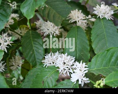 Café Robusta fleuri sur une plante arborescente avec une feuille verte en arrière-plan. Pétales et étamines blanches de fleur en fleur Banque D'Images