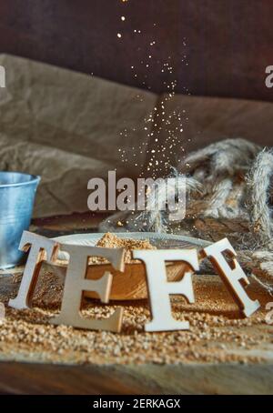 Teff, une alternative à l'ancien grain sans gluten avec le nom écrit en lettres de bois. Mettre les farines dans le seau Banque D'Images