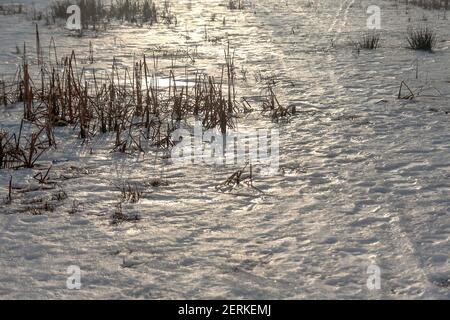 Étang gelé au soleil du matin. Roseaux dans l'eau gelée. Fin février en Pologne. Banque D'Images