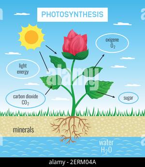Rôle de la photosynthèse biologique dans la croissance des plantes affiche éducative plate représentant conversion de l'énergie solaire en illustration de vecteur chimique Illustration de Vecteur