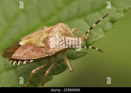 Gros plan de l'insecte de protection poilu , Dolycoris baccarum dans le jardin Banque D'Images