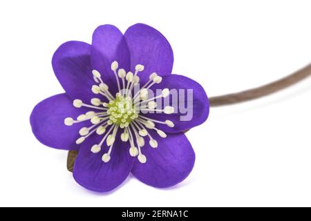 Fleur de ptymoût ou de livermotte isolée sur blanc Banque D'Images