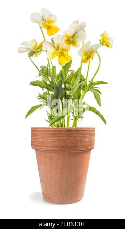 Les fleurs de Pansy plantent dans un vase isolé sur fond blanc Banque D'Images