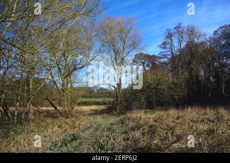 Une promenade traversant un sol marécageux dans la plaine inondable de la rivière Wensum par Drayton Green Lanes à Drayton, Norfolk, Angleterre, Royaume-Uni. Banque D'Images