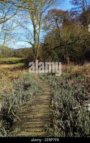 Une promenade traversant un sol marécageux dans la plaine inondable de la rivière Wensum par Drayton Green Lanes à Drayton, Norfolk, Angleterre, Royaume-Uni. Banque D'Images