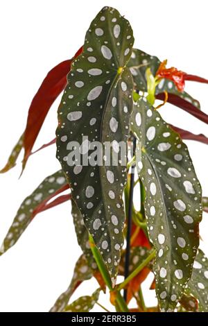 Gros plan de la feuille de la maison 'Begonia maculata' avec du blanc points isolés sur fond blanc Banque D'Images