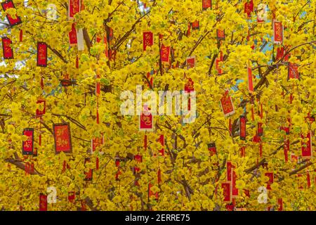 Photo plein cadre de magnifiques fleurs d'abricot fleuries fleuries Nouvel an lunaire Banque D'Images