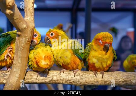 Conures perchées sur une branche. Bird est un animal de compagnie populaire en Thaïlande. Banque D'Images