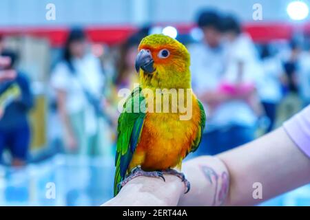 Conures perchées sur une branche. Bird est un animal de compagnie populaire en Thaïlande. Banque D'Images