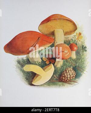 Suillus granulatus est un champignon poré du genre Suillus de la famille des Suillaceae, reproduction numérique d'une ilustration d'Emil Doerstling (1859-1940) Banque D'Images